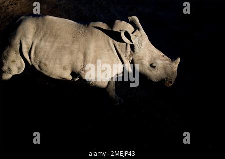 Weiße Nashörner (Rhinocerotidae)) Kalb im Schatten, die Ant's Nest Finden, in der Nähe der Vaalwater, Limpopo Provinz, Südafrika Stockfoto