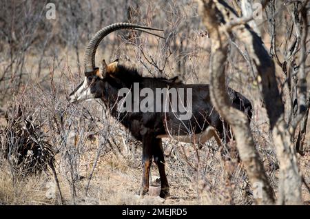 Rappenantilopen (Hippotragus niger), Ant's Hill, in der Nähe von Vaalwater, Limpopo Provinz, Südafrika Stockfoto