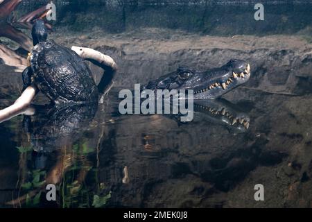 Krokodil und Schildkröte zusammen im Wasser eines Zoos, den Niederlanden. Stockfoto