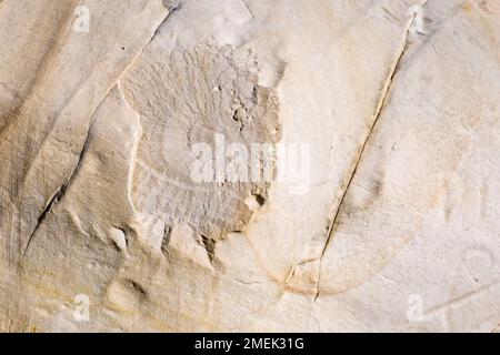 Abdruck einer Muschel im Kalkstein am Strand von Capo Bianco. Stockfoto