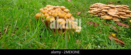 Armillaria mellea, gemeinhin als Honigpilz bekannt. Stockfoto