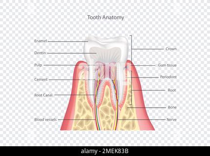 Zahnanatomie. Gesunde Zahnstruktur. Zahnmedizinische Vektordarstellung. Stockfoto