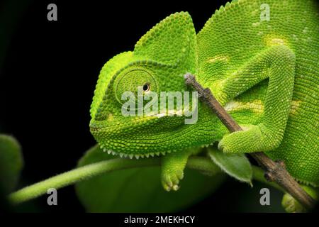 Indisches Chamäleon, Chamaeleo zeylanicus, Satara, Maharashtra, Indien Stockfoto