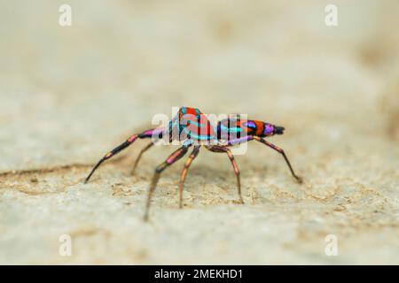 Bunte Springspinne, Chrysilla volupe, Satara, Maharashtra, Indien Stockfoto