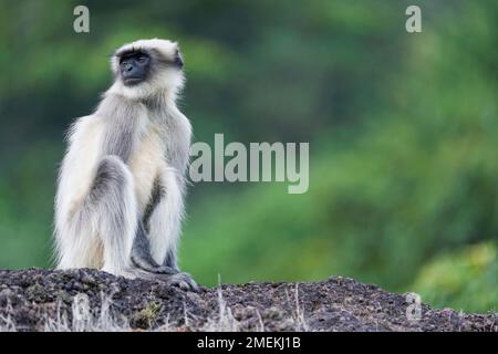 Indischer Graulangur, Satara, Maharashtra, Indien Stockfoto