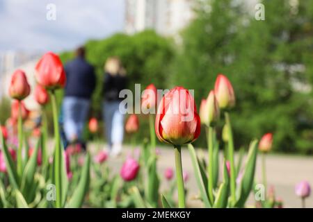 Rote Tulpenblüten auf einer Straße, unscharfe Aussicht, wenn ein Paar mit Kinderwagen in der Frühlingsstadt spazieren geht Stockfoto