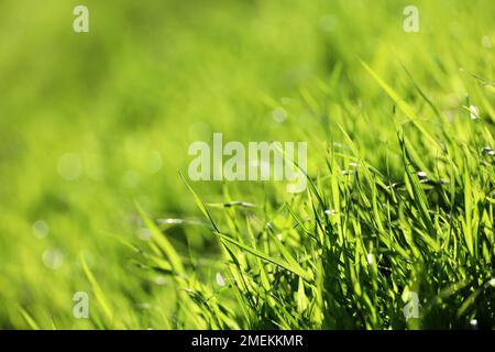 Hellgrünes Gras im Sonnenlicht, verschwommener Hintergrund. Frische Natur im Frühling oder Sommer, sonnige Wiese Stockfoto