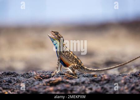 Sarada superba, die superbe große Fanatio-Eidechse, Chalakewadi Maharashtra, Indien Stockfoto