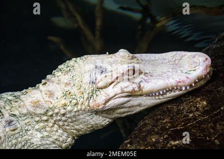 Die Nahaufnahme des Albino-amerikanischen Alligators (Alligator mississippiensis) ist ein großes Krokodilreptil aus dem Südosten der Vereinigten Staaten, Stockfoto