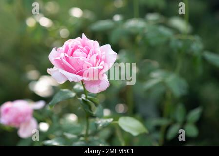 Rosenblume im Rosengarten. Weichzeichner. Stockfoto