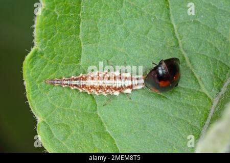 Larve von Green Lacewing (Chrysopa perla) mit einem gejagten Marienkäfer. Stockfoto