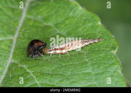 Larve von Green Lacewing (Chrysopa perla) mit einem gejagten Marienkäfer. Stockfoto