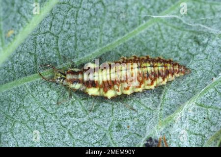 Green Lacewing (Chrysopa perla) auf Blattläuse-Jagd. Es ist ein Insekt in der Familie der Chrysopidae. Die Larven sind aktive Raubtiere und ernähren sich von Blattläusen und Stockfoto