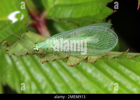 Green Lacewing (Chrysopa perla) auf Blattläuse-Jagd. Es ist ein Insekt in der Familie der Chrysopidae. Die Larven sind aktive Raubtiere und ernähren sich von Blattläusen und Stockfoto