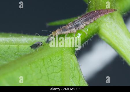 Green Lacewing (Chrysopa perla) auf Blattläuse-Jagd. Es ist ein Insekt in der Familie der Chrysopidae. Die Larven sind aktive Raubtiere und ernähren sich von Blattläusen. Stockfoto