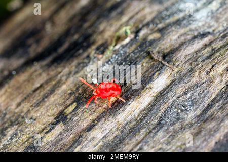 Red Velvet Mite oder Rain Bug (Trombidiidae) auf dem Boden. Stockfoto