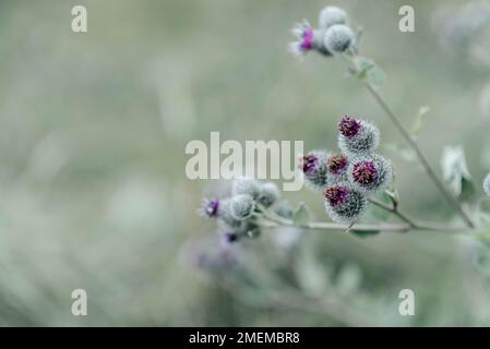 Wunderschöne Blumenwurzel-Klettendistel auf der Wiese im Hintergrund, Foto bestehend aus Blumenwurzel-Klettendistel bis Graswiesen, Blumenwurzel-Kletterdistel auf Wiesenlandschaft. Hochwertiges Foto Stockfoto