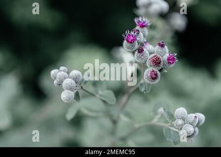 Wunderschöne Blumenwurzel-Klettendistel auf der Wiese im Hintergrund, Foto bestehend aus Blumenwurzel-Klettendistel bis Graswiesen, Blumenwurzel-Kletterdistel auf Wiesenlandschaft. Hochwertiges Foto Stockfoto