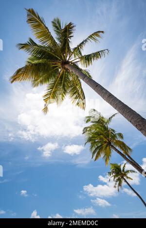 Palmen an einem tropischen Strand, Baa-Atoll, Malediven Stockfoto
