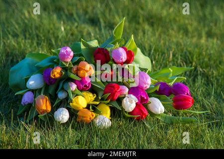 Bunte, frische Tulpen im Garten Stockfoto