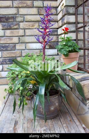Schöner Platz im Garten im mediterranen Stil, Töpfe mit Pflanzen auf dem Tisch Stockfoto