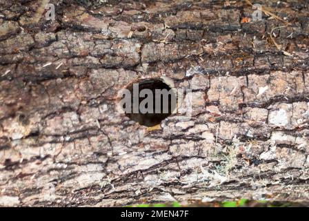 Loch für Speckennest im horizontalen Baumstamm Stockfoto