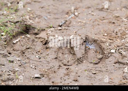 Elchspuren im Schlamm. Geringe Schärfentiefe, Fokus liegt auf der nächstgelegenen Kante der rechten Spur. Blätter, Gras, Felsen usw. auch im Schlamm. Niedriger Winkel. Stockfoto