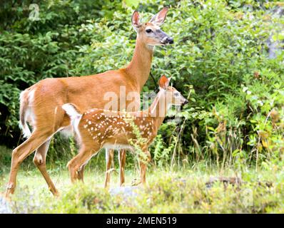 Mutter und Hirschbaby. Das Hundekraut ist vor dem Reh und hat weiße Flecken. Wälder im Hintergrund. Stockfoto