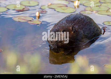 Eine Bisamratte in einem See. Lily-Pads im Hintergrund. Großansicht. Stockfoto