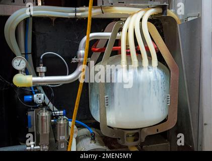 Automatisierte Milchsammelmaschine auf einem Milchbetrieb. Vier Schläuche sind an der durchsichtigen Sammelflasche befestigt. Konzentrieren Sie sich auf die Milchflasche. Stockfoto