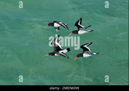 Austernbrecher (Haematopus ostralegus), zwei Paare in einem Gebietsstreit und fliegen bei Flut über die Sandbucht, Seilbost, South Harris, Schottland Stockfoto