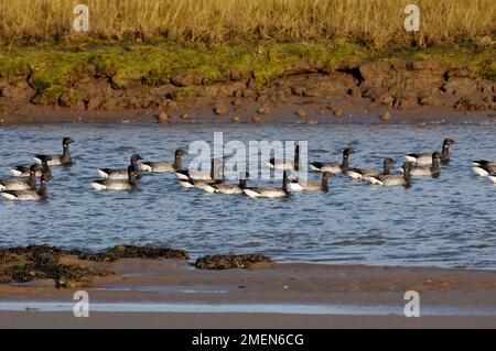 Bale-belled Brent Geese (Branta bernicla hrota) over Wintering, Lindisfarne NNR, Northumberland, England, Dezember 2005 Stockfoto