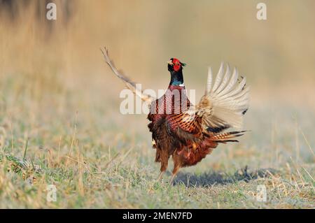 Ringhals-Fasan (Phasianus colchicus), männlich, im Frühling, Berwickshire, Schottland, 2010. März Stockfoto