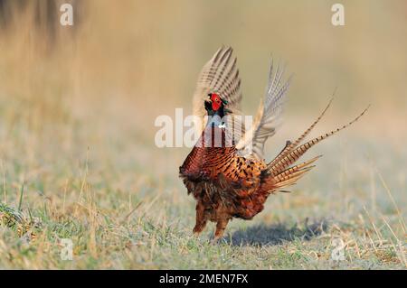 Ringhalsfasan (Phasianus colchicus), männlich auf gepflügtem Ackerfeld, zeigt im Frühling, Berwickshire, Schottland, 2010. März, weiblich an Stockfoto