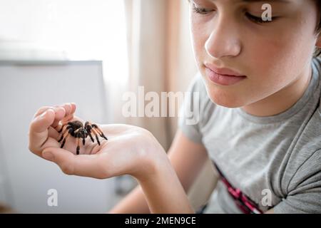 Der Junge sieht mit Bewunderung auf das Haustier der Tarantel-Spinne in seiner Hand Stockfoto