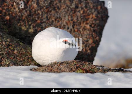 Ptarmigan (Lagopus mutus) männlicher Vogel in weißem Wintergefieder, Cairngorm Mountains, Cairngorm National Park, Strathspey, Schottland, Februar 2008 Stockfoto