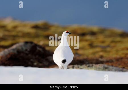 Ptarmigan (Lagopus mutus) männlicher Vogel in weißem Wintergefieder, Cairngorm Mountains, Cairngorm National Park, Strathspey, Schottland, Februar 2008 Stockfoto