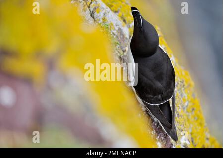 Razorbill (Alca torda), hoch oben auf einer Klippe am Rand einer Nistkolonie im St. Abbs Head National Nature Reserve, Berwickshire, Schottland, Juni Stockfoto