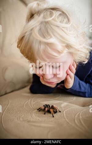 Das Baby erforscht eine riesige Spinne, die auf der Couch krabbelt. Ein Kind spielt zu Hause mit seiner Spinne. Stockfoto