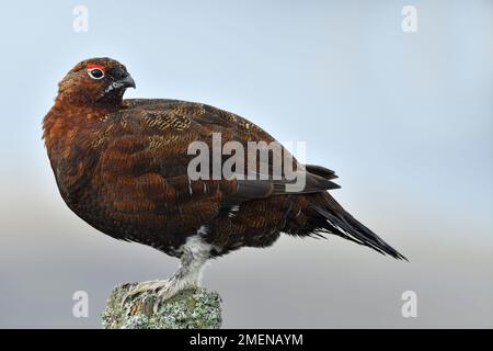 Rothühner (Lagopus lagopus scoticus), männlich, auf Zaunpfahl am Straßenrand auf Moor, Lammermuir Hills, East Lothian, Schottland, Oktober 2017 Stockfoto