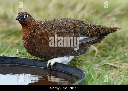 Rothühner (Lagopus lagopus scoticus), weiblich/Hühnervogel, der Regenwasser aus der Futterschüssel am Moorrand trinkt, Lammermuir Hills, Schottland Stockfoto