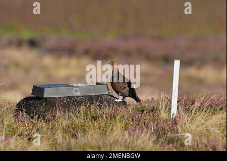 Red Grouse (Lagopus lagopus scoticus) ausgewachsener Vogel neben Tablett mit medikamentöser Körnung auf Moorhuhn, Lammermuir Hills, schottische Grenzen, Schottland, September Stockfoto