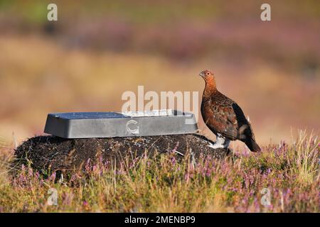 Red Grouse (Lagopus lagopus scoticus) ausgewachsener Vogel neben Tablett mit medikamentöser Körnung auf Moorhuhn, Lammermuir Hills, schottische Grenzen, Schottland, September Stockfoto