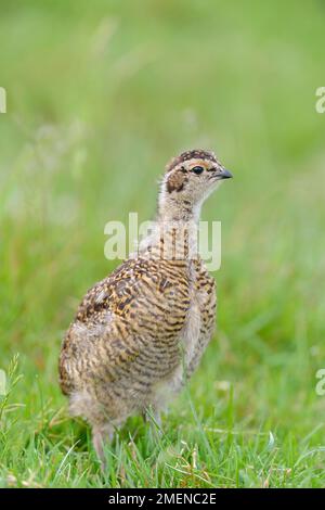 Red Grouse (Lagopus lagopus scoticus) juvenile Bird on Grouse Moor, Lammermuir Hills, Scottish Borders, Schottland, Juni 2014 Stockfoto