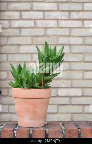 Nahaufnahme der Aloe Vera-Pflanze, die im Freien in einem Topf wächst. Platz für Text kopieren. Selektiver Fokus Stockfoto