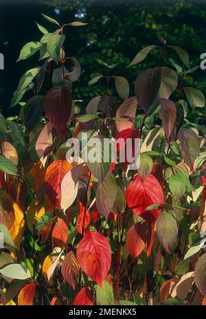 Cornus alba „Sibirica“, Rotbellhund Stockfoto