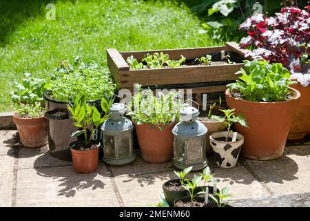 Gemischte Kräuter und Gemüsepflanzen, die in Behältern auf einer Terrasse wachsen Stockfoto