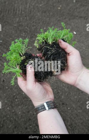 Chamaemelum nobile 'Treneague' (Rasenkamille), wobei eine junge Pflanze von Hand geteilt wird Stockfoto