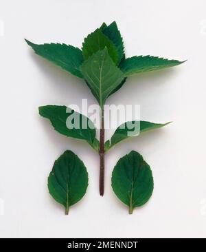 Zitronenminze: Ein Zweig Zitronenminze mit zwei Blättern auf beiden Seiten, dunkelgrün. Salat. Stockfoto