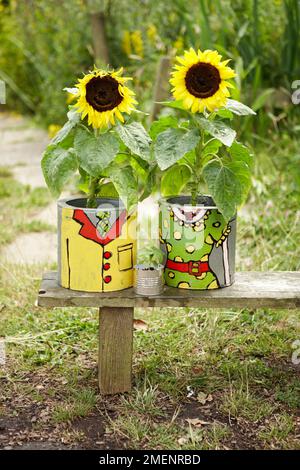 Sonnenblumen in abgetrennten Töpfen auf dem Tisch Stockfoto